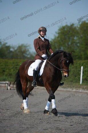 Welsh Cob (sec D) Valhallas (DK) Mabon Mai billede 17