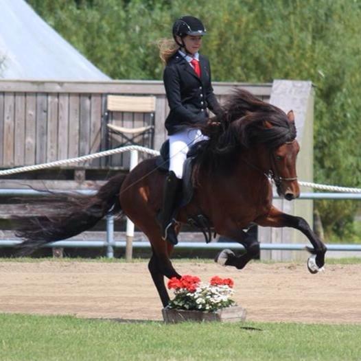 Islænder Pruður fra Flugsæl billede 8