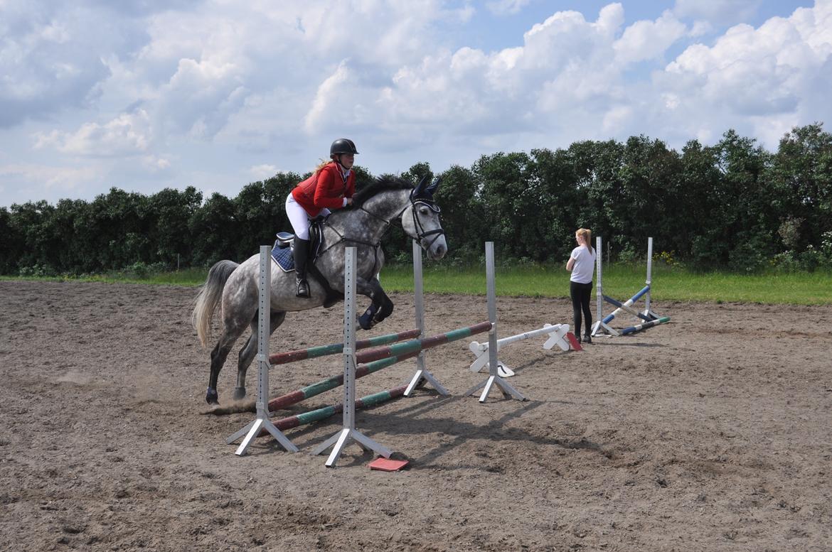 Hollandsk Varmblod Dacorde M billede 1