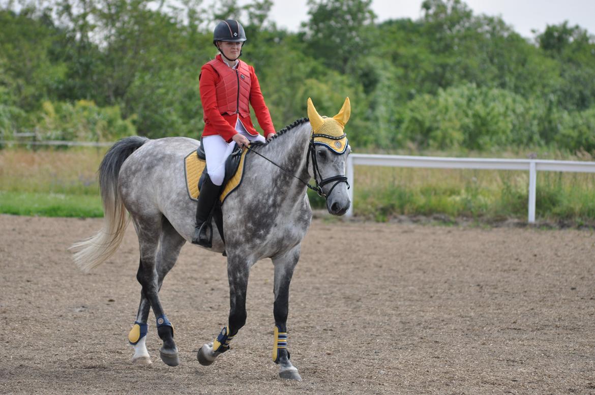 Hollandsk Varmblod Dacorde M billede 2