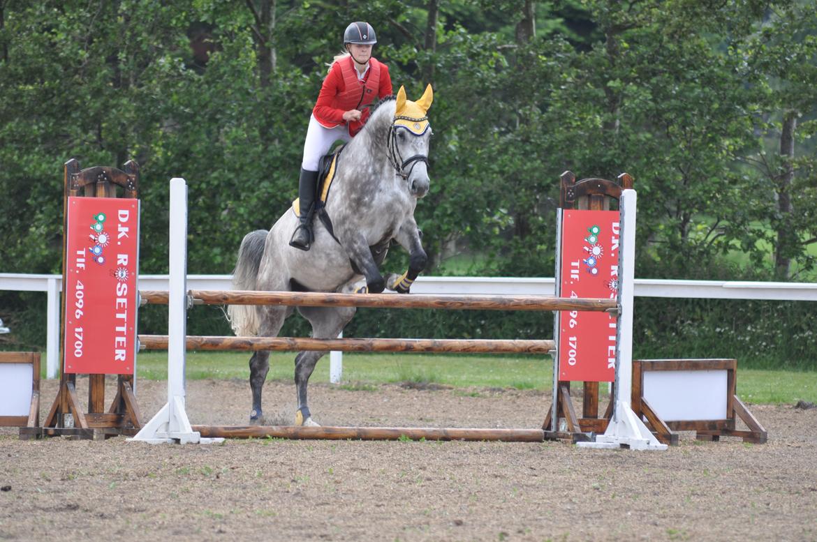 Hollandsk Varmblod Dacorde M billede 3