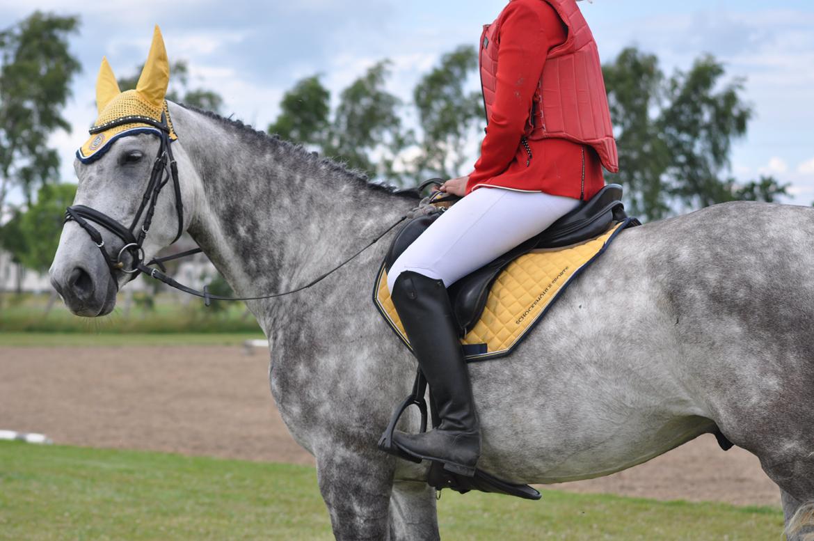 Hollandsk Varmblod Dacorde M billede 4