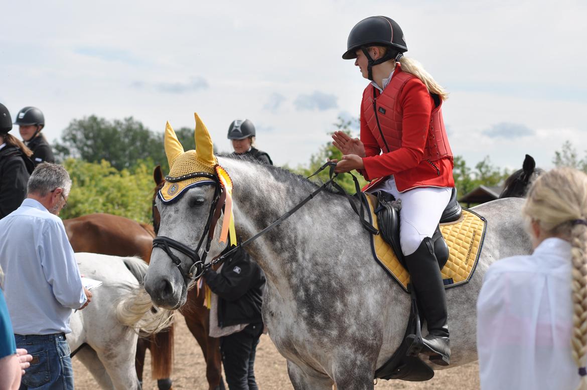 Hollandsk Varmblod Dacorde M billede 5