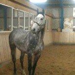 Hollandsk Varmblod Dacorde M billede 7