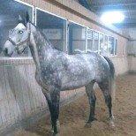 Hollandsk Varmblod Dacorde M billede 6