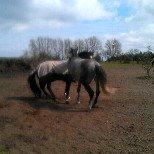 Hollandsk Varmblod Dacorde M billede 8