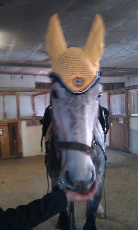 Hollandsk Varmblod Dacorde M billede 9