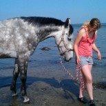 Hollandsk Varmblod Dacorde M billede 10