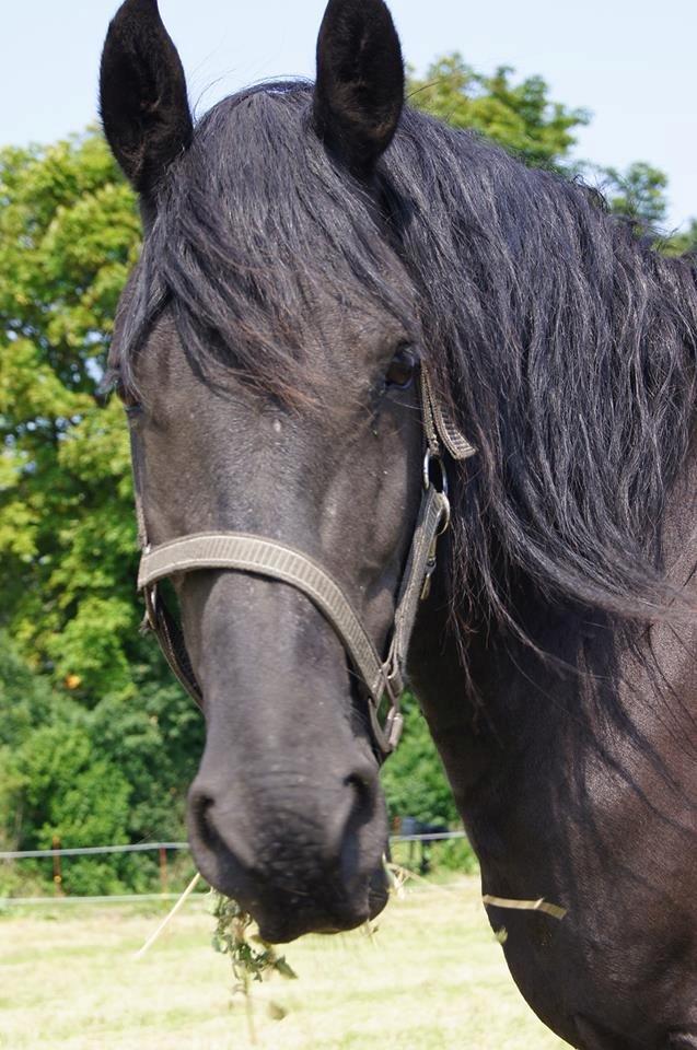 Frieser Aqua den dejlige billede 1