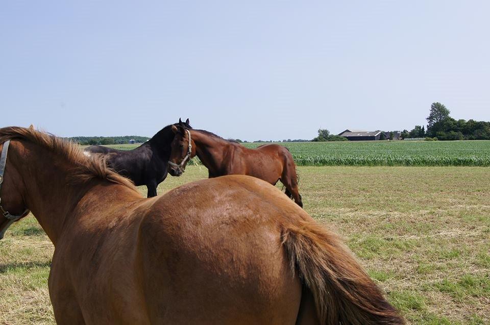 Frieser Aqua den dejlige billede 6