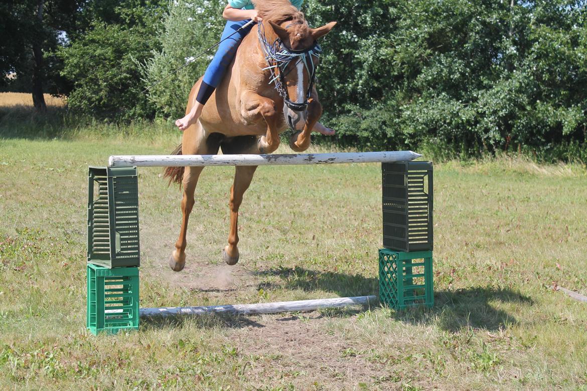 New Forest Engdalens Wendy - min bedste ven <3 - Springer 125 uden sadel hjemme ved mig d. 24/7-2014, stjerne <3 billede 49