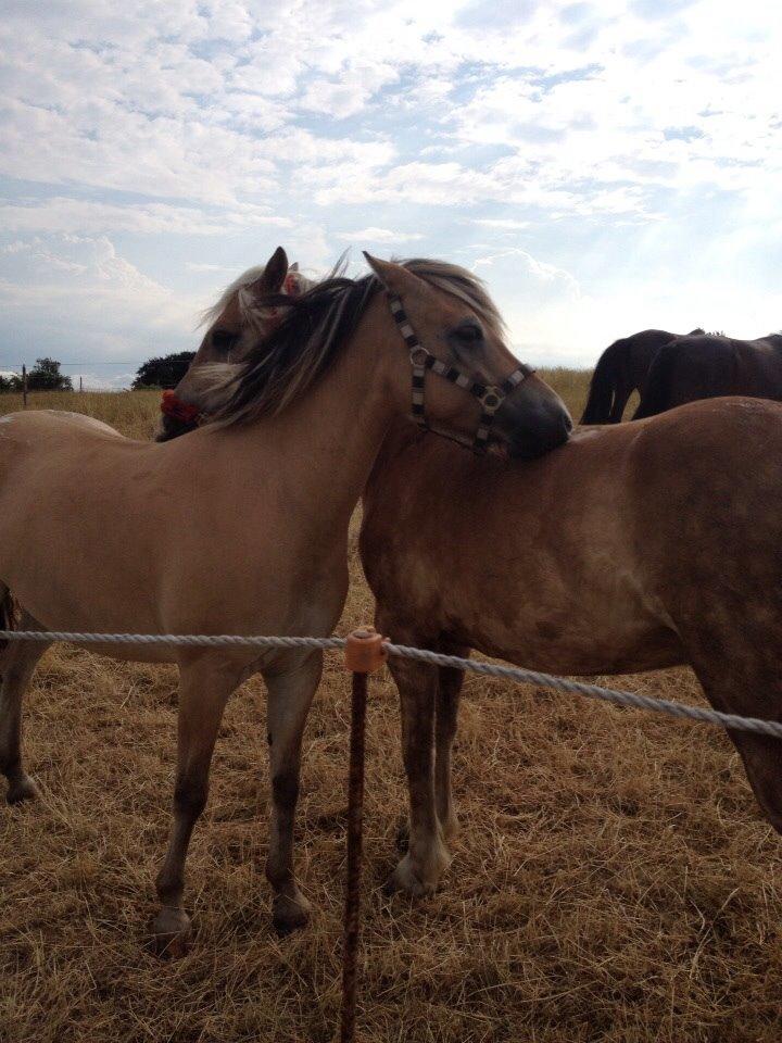 Anden særlig race Dunkans Galina<3 solgt billede 6