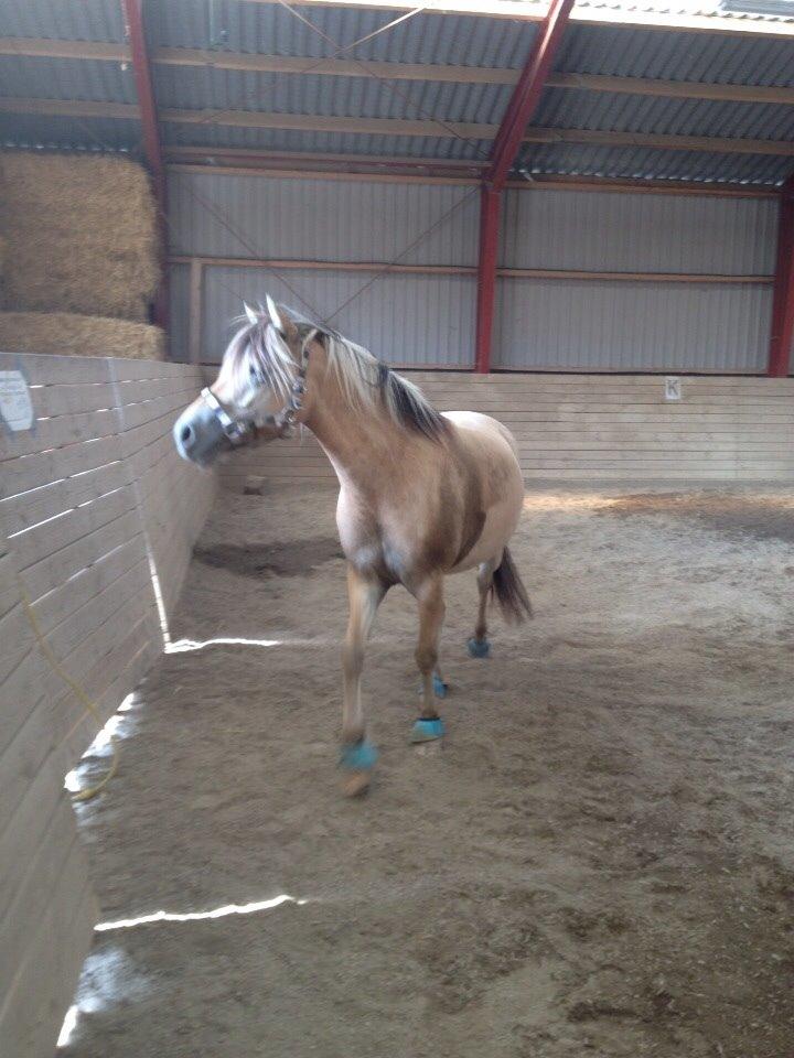 Anden særlig race Dunkans Galina<3 solgt billede 7