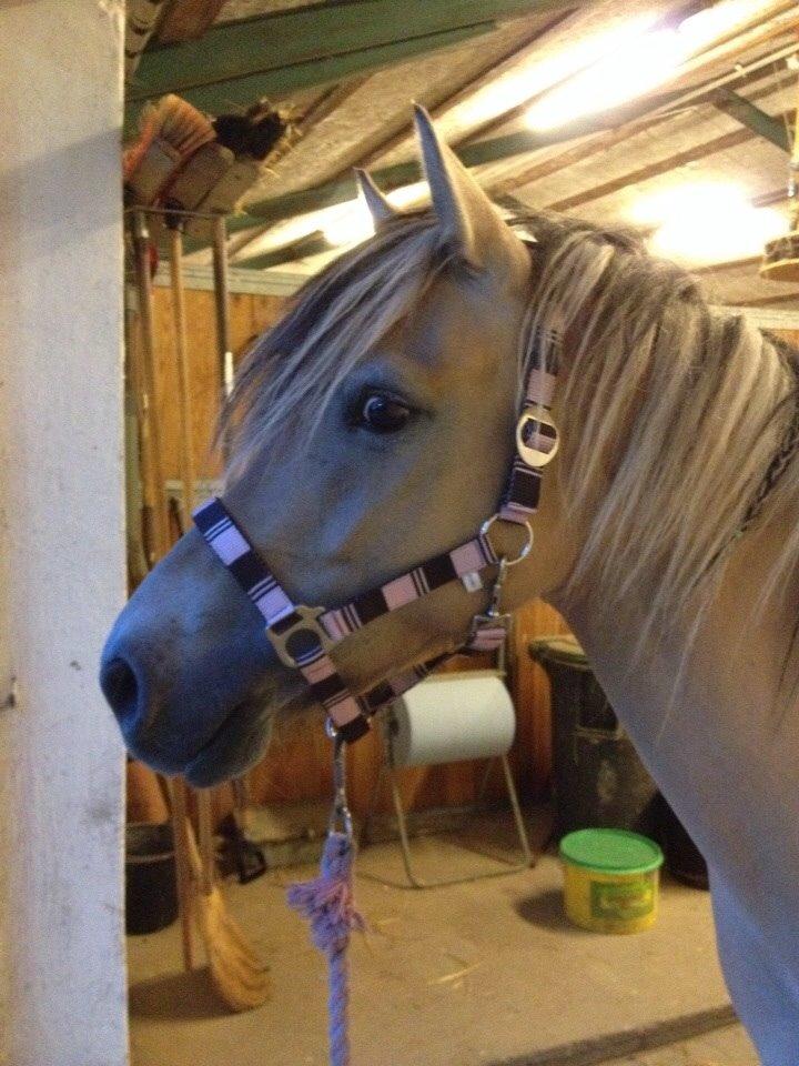 Anden særlig race Dunkans Galina<3 solgt billede 14