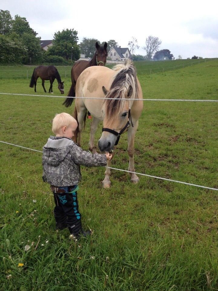Anden særlig race Dunkans Galina<3 solgt billede 16