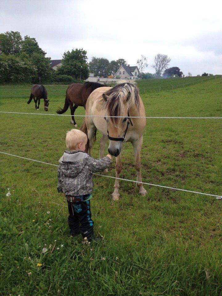 Anden særlig race Dunkans Galina<3 solgt billede 19