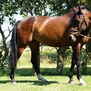 Dansk Varmblod Brown Lady