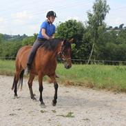 Welsh Partbred (Sec F) Farinjo Choice