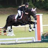 Dansk Varmblod Dancer Dia-Bell