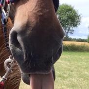 Irsk Sportspony Pimboli