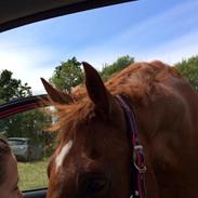 Irsk Sportspony Pimboli