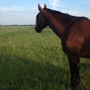 Oldenborg BRUNETTHE "himmelhesten<3"