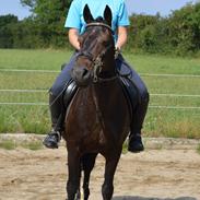 Anden særlig race Black Rose