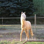 Palomino Monza's Ticaca