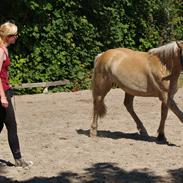 Haflinger Adobe