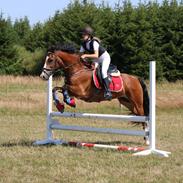 Welsh Cob (sec D) Barnabus