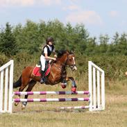 Welsh Cob (sec D) Barnabus