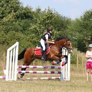 Welsh Cob (sec D) Barnabus