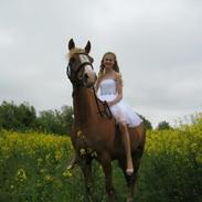 Welsh Partbred (Sec F) Leurhoeves´s Justin Jusse<3<3<3