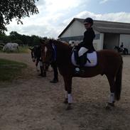 Hollandsk Sportspony Magic Moscan