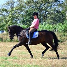New Forest Meldgaardens Sir Duncan l B-pony