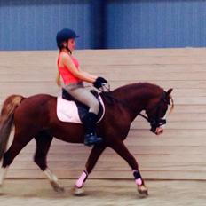 Welsh Pony af Cob-type (sec C) Rosengårdens Nabucco