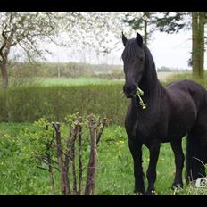 Frieser Aqua den dejlige