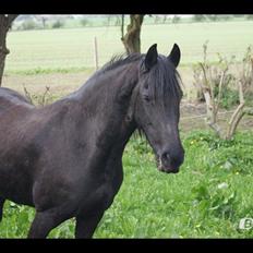 Frieser Aqua den dejlige