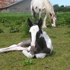 Irish Cob Phoibe of The Irish Western art Ranch