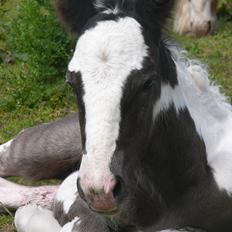 Irish Cob Phoibe of The Irish Western art Ranch