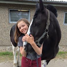 Irish Cob Rose (min lille ko)