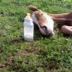 Dansk Varmblod Helheds Zherif