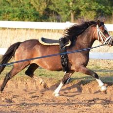 Welsh Mountain (sec A) Noerrelide's Pretty Pepsi