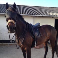 Fuldblod (XX) Windrose´s aisha