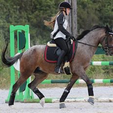 DSP Spotlight's Kira *LÅNE HEST*