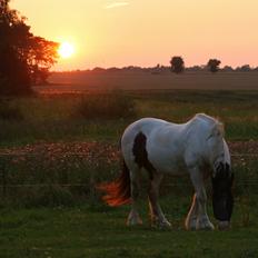 Tinker TINKA AERENLUND
