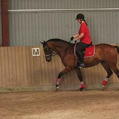 Dansk Varmblod Maude R.I.P