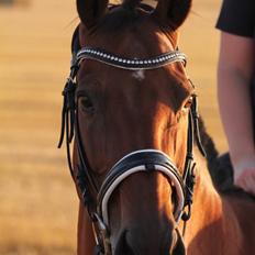 Dansk Varmblod Maude R.I.P