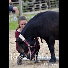 Shetlænder Kongsteds Katie