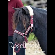Shetlænder Kongsteds Katie
